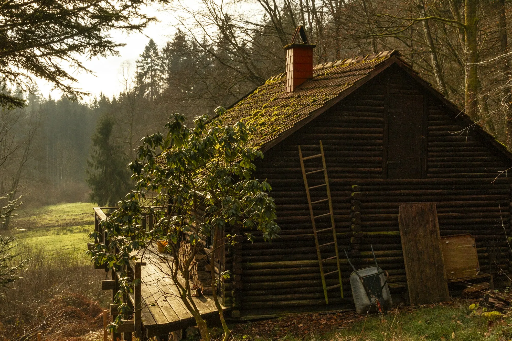 Wooden ladder leaning against a rustic cabin in the woods